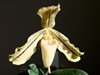 Paphiopedilum concolor var. longipetalum 